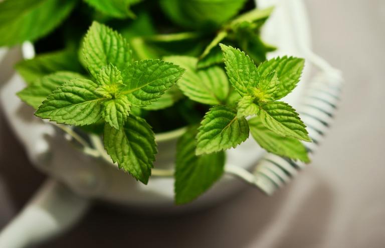 Spearmint can make you smart